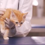 Dentisterie – Chats