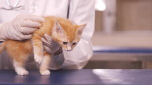 Dentisterie – Chats