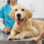 Dentisterie – Chiens